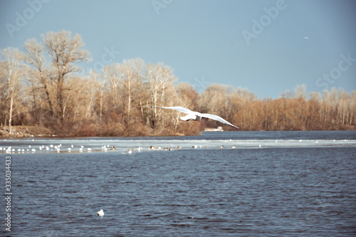 Flying seagull in the sky in winter