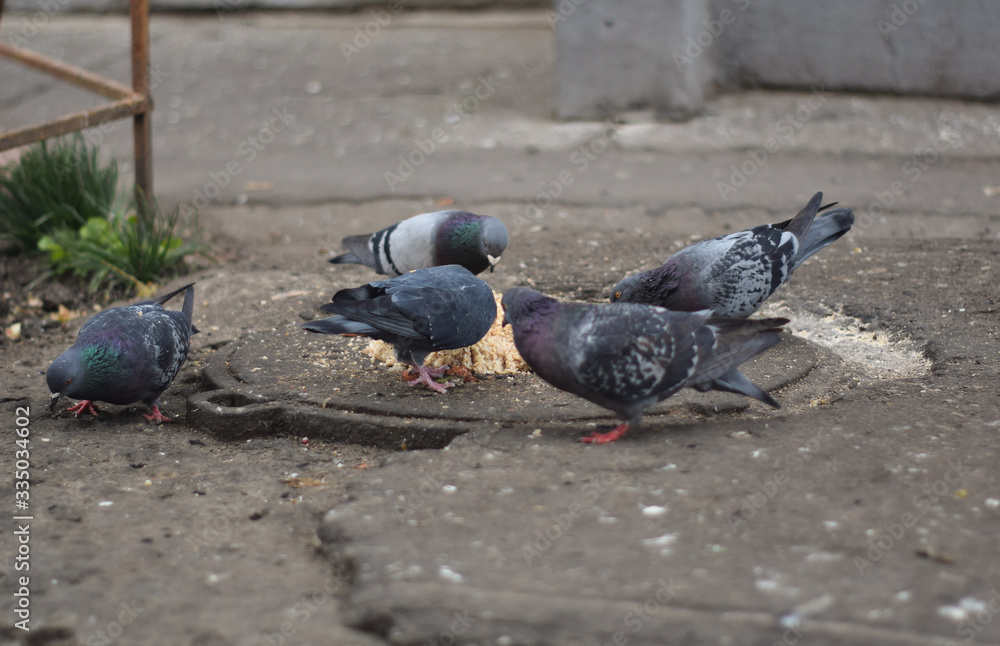 Pigeons eat groats outdoors close up Pigeons eat groats outdoors close up