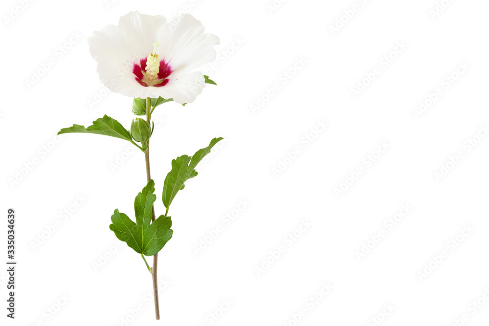 One white Hibiscus syriacus or Rose of Sharon flower isolated on white background and free space. One white Hibiscus syriacus or Rose of Sharon flower isolated on white background and free space.