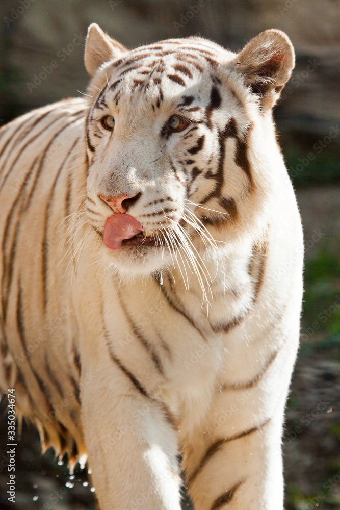 Weißer Bengal-Tiger (Panthera tigris tigris) Weißer Bengal-Tiger (Panthera tigris tigris)