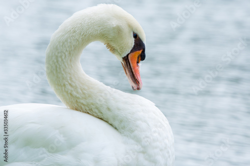 swan  bird 