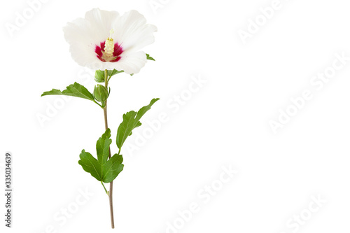 Fotografía One white Hibiscus syriacus or Rose of Sharon flower isolated on white background and free space