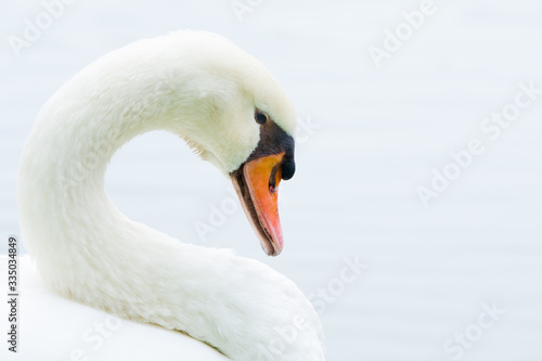 swan, bird,