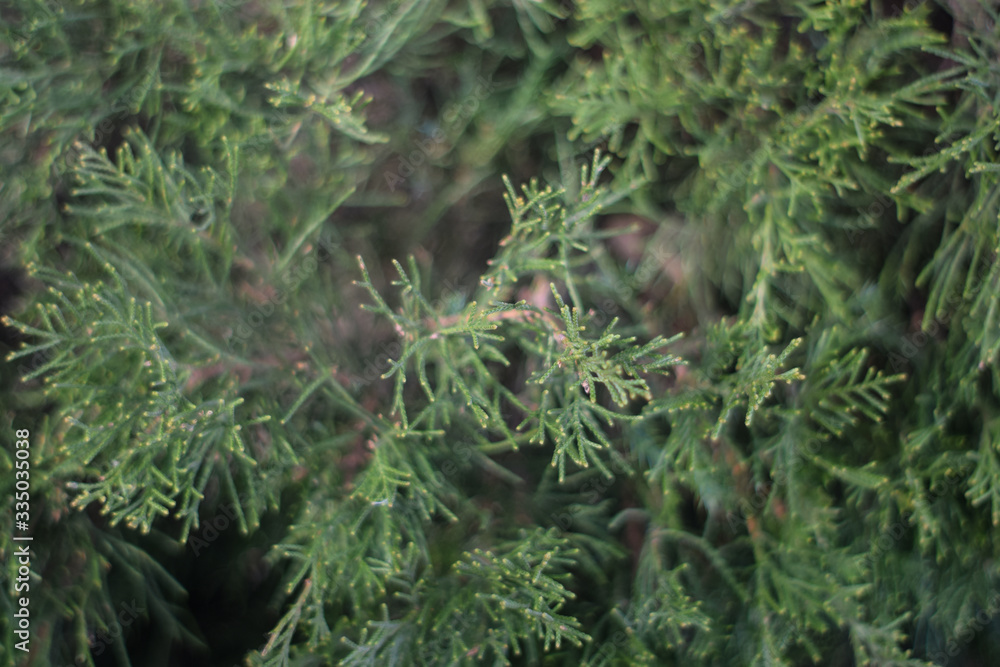 Background texture of conifer close up
