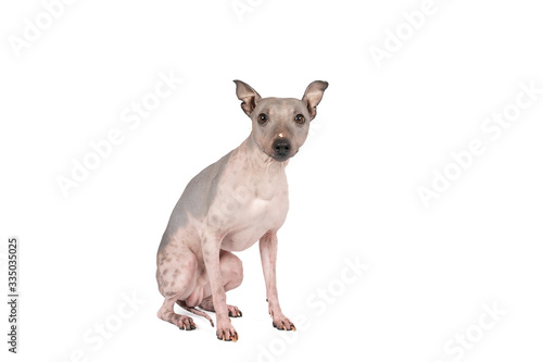 Portrait of an American Hairless Terrier dog isolated against white background