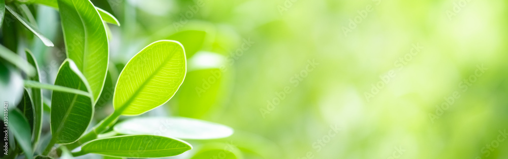 Amazing nature view of green leaf on blurred greenery background in garden and sunlight with copy space using as background natural green plants landscape, ecology, fresh wallpaper concept. Amazing nature view of green leaf on blurred greenery background in garden and sunlight with copy space using as background natural green plants landscape, ecology, fresh wallpaper concept.
