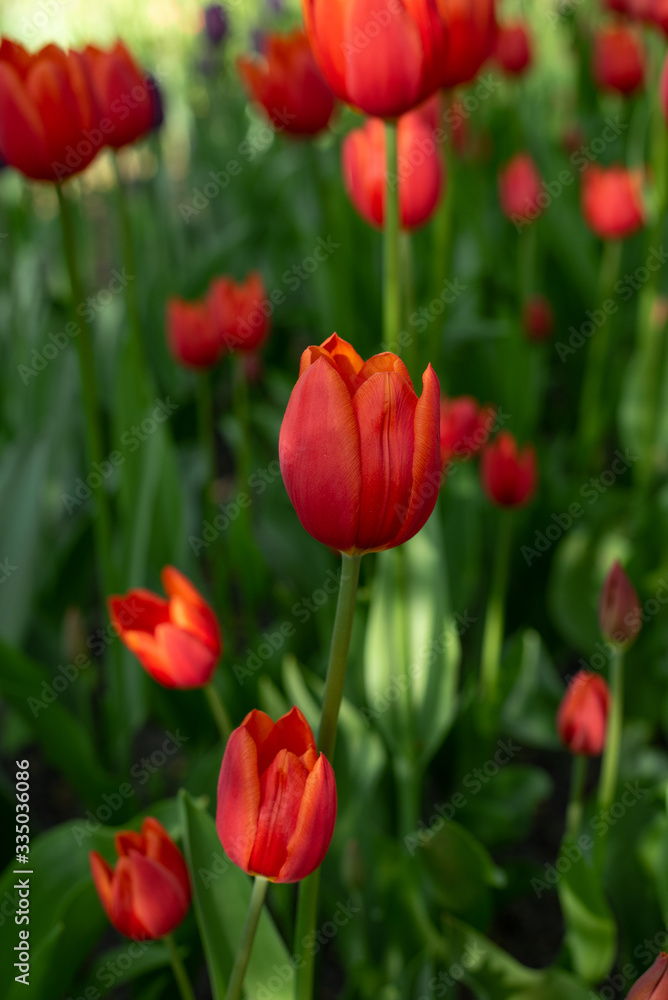 Closeup background with rare species of red tulips in the meadow shines under the sun rays Closeup background with rare species of red tulips in the meadow shines under the sun rays