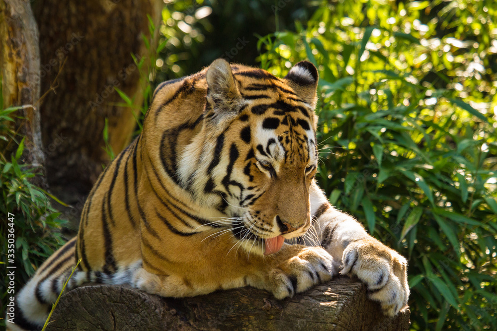 Fototapeta premium Sibirischer Tiger (Panthera tigris altaica)