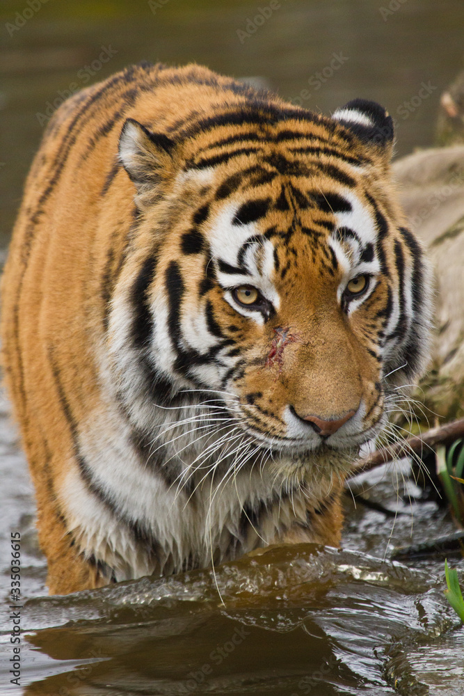 Sibirischer Tiger (Panthera tigris altaica) Sibirischer Tiger (Panthera tigris altaica)
