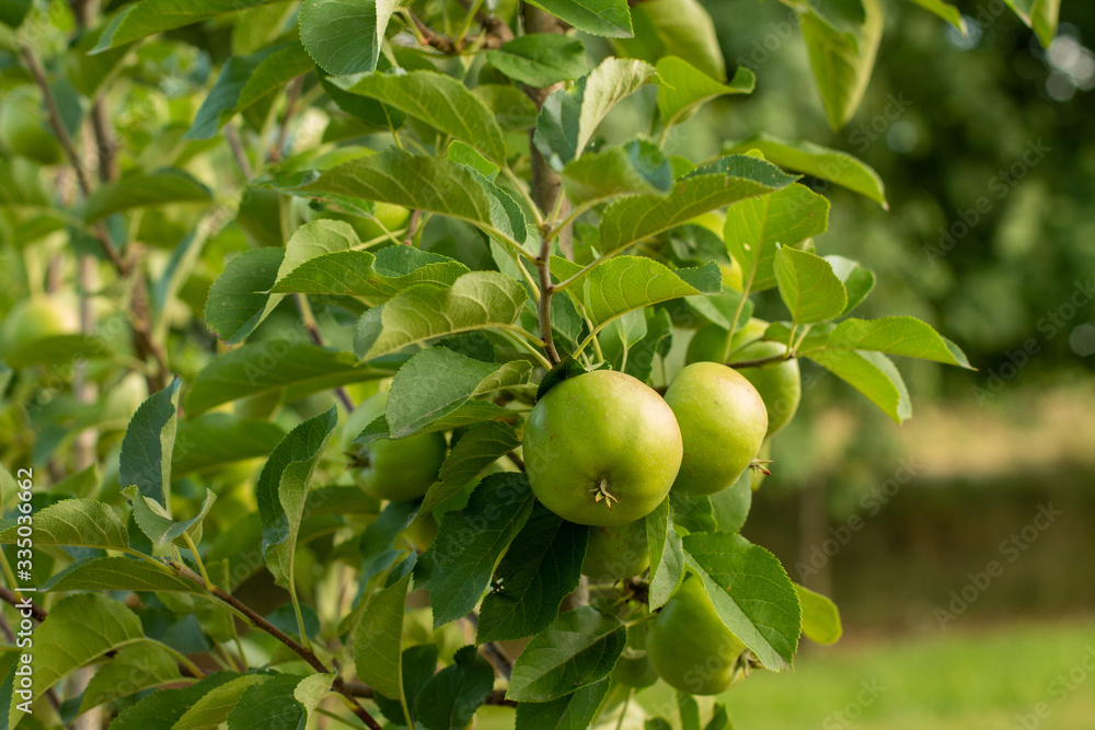Several red apple on a tree branch. Ripening apple in the garden. Harvest time. Several red apple on a tree branch. Ripening apple in the garden. Harvest time.