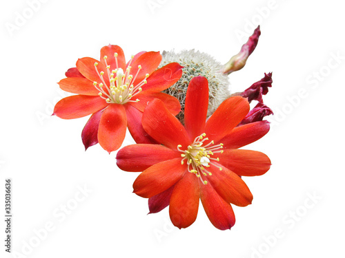 Flowers, Buds and Faded Ovary of a Cactus Rebutia Deminuta, Old Name of Aylostera Deminuta, Close-Up, Isolated On White Background photo