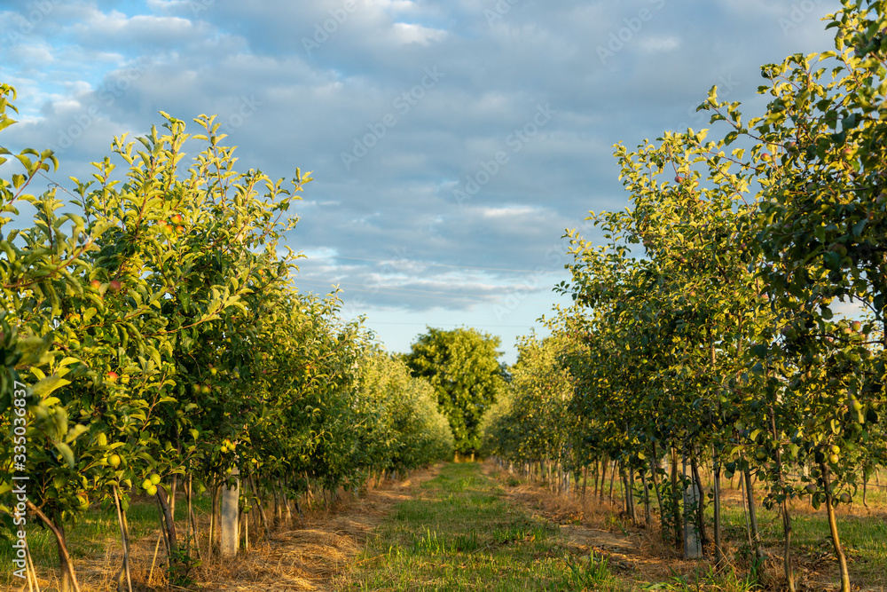 Orchard with young apple trees. Harvest time.
