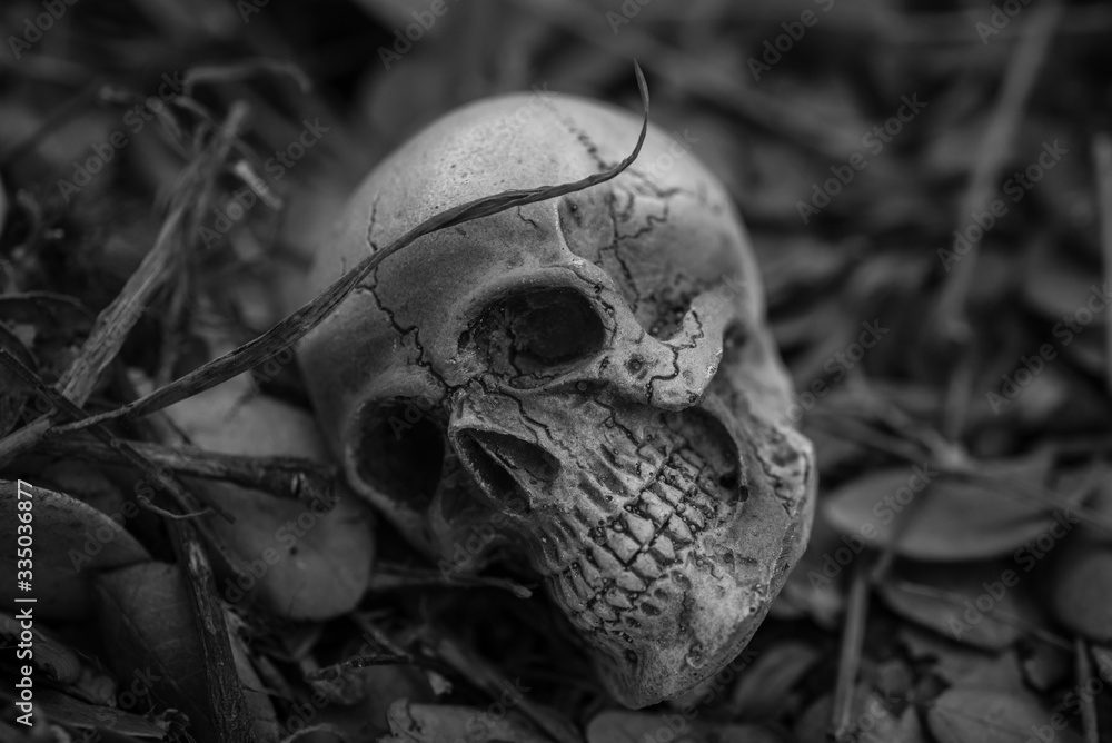 Skull and bones digged from pit in the scary graveyard / Still life and selective focus