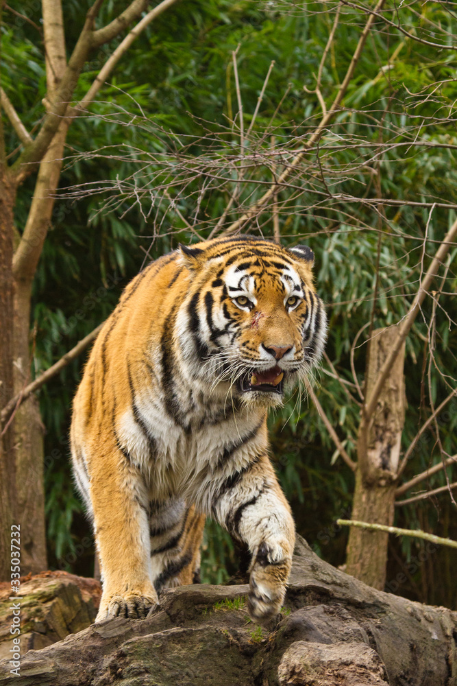 Fototapeta premium Tygrys sybirischer (Panthera tigris altaica)