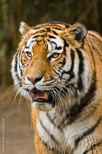 Sibirischer Tiger  Panthera tigris altaica 