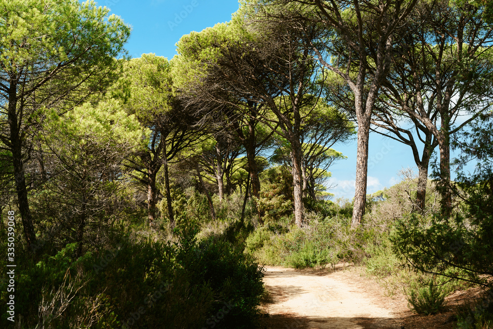 Summer landscape of young green forest with bright blue sky Summer landscape of young green forest with bright blue sky