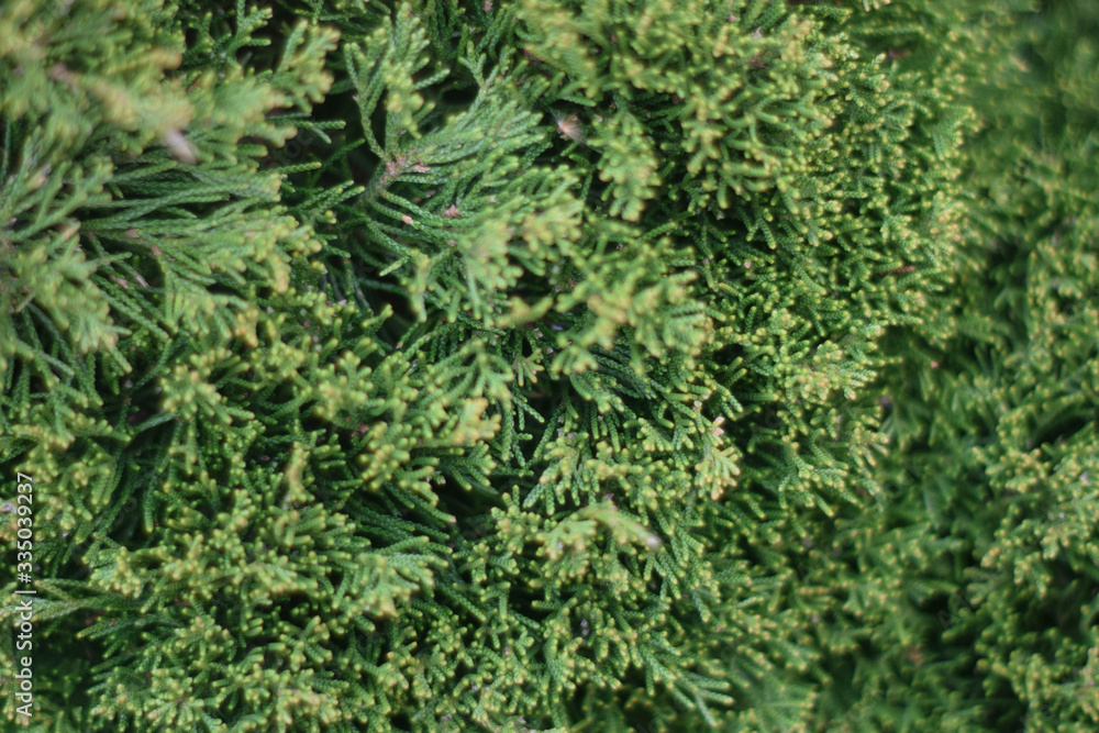 Background texture of conifer close up Background texture of conifer close up