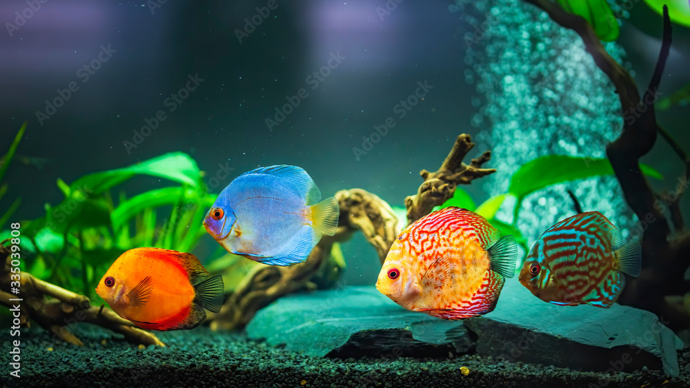 Φωτογραφία Colorful fish from the spieces Symphysodon discus in aquarium