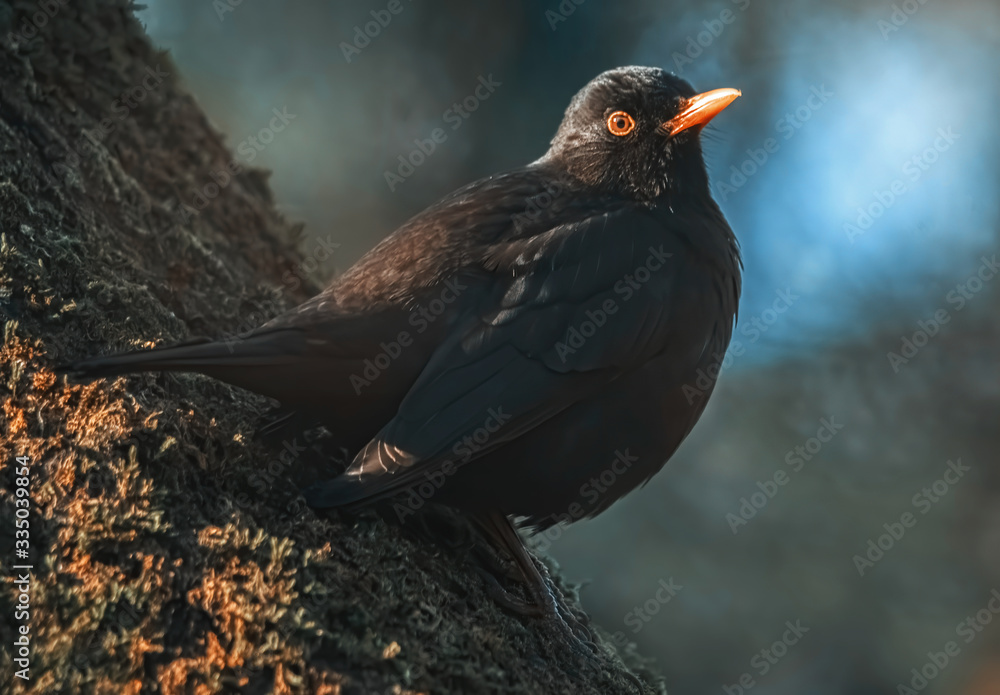 Obraz premium Amsel im Abendlicht