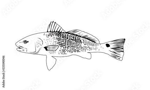 Redfish Red Drum Channel Bass Puppy Drum Spottail Bass Sciaenops Ocellatus Silhouette Drawing Vector