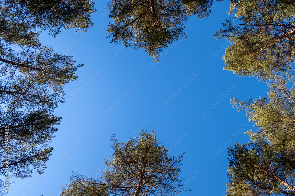 Obraz premium Old tall evergreen pine trees, view from bottom up, rays of sun making their way through branches on blue sky. Up view of forest and sunlight effect.