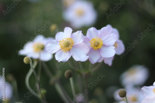 Unique Japanese flower in botanic garden.