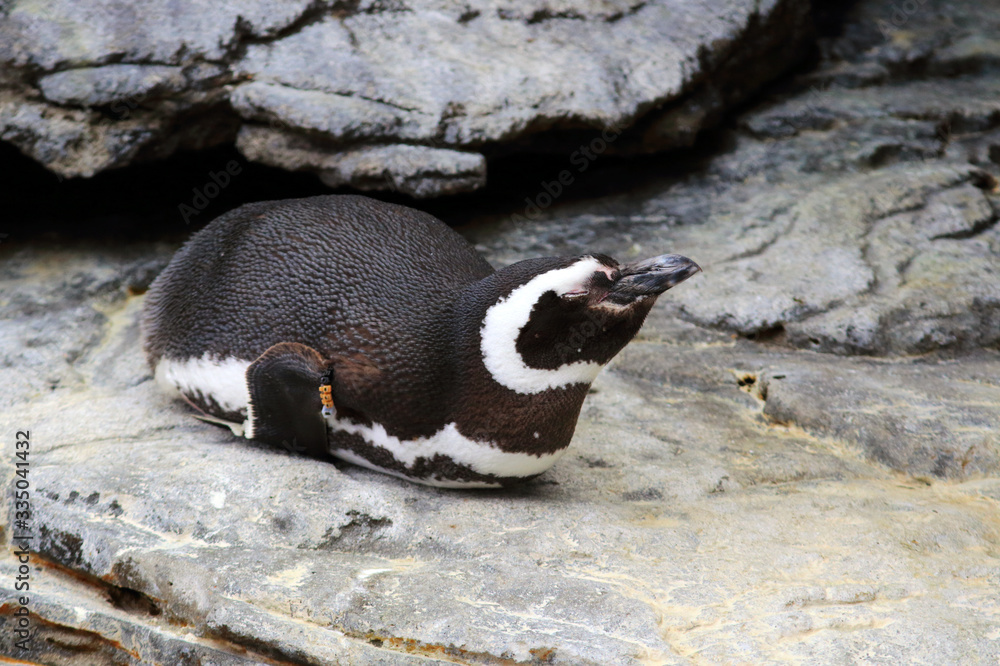 Fototapeta premium photo of a Magellanic Penguin lying on a rock and its backgroud filled with other rocks