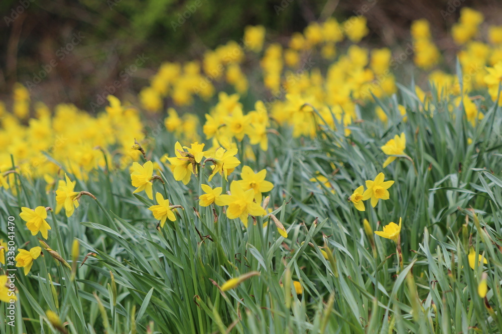 Fototapeta premium field of yellow daffodils