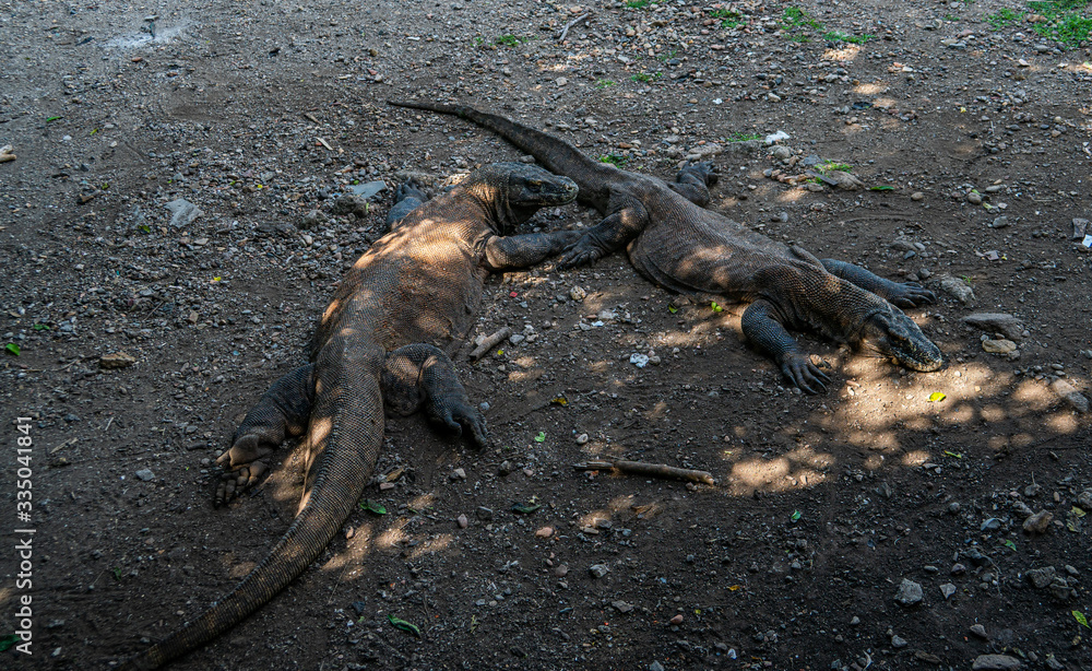 Komodo dragon on Komodo island in the green in Indonesia the only place where they can be found Komodo dragon on Komodo island in the green in Indonesia the only place where they can be found