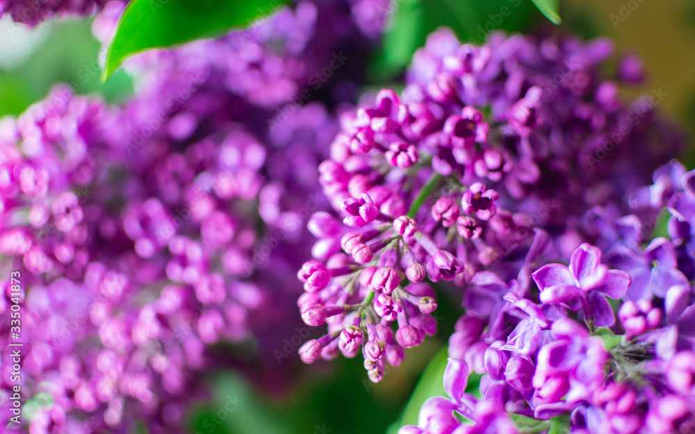 Obraz premium purple flowers in the garden