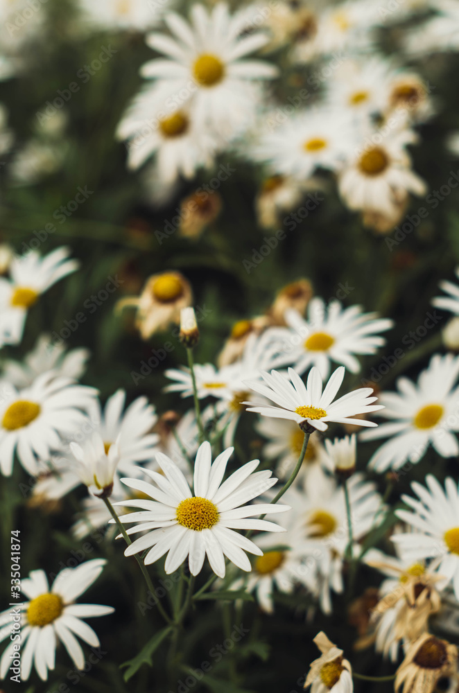 field of daisies field of daisies