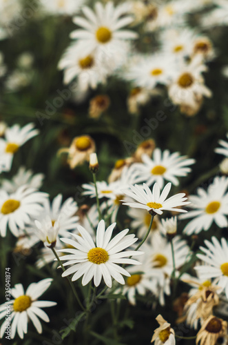 field of daisies