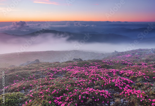Beautiful sunset with orange sky in summer time. Morning fog. The lawns are covered by pink rhododendron flowers. Location Carpathian mountain, Ukraine, Europe.