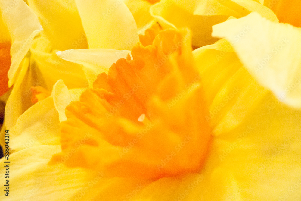 close up of yellow flower close up of yellow flower