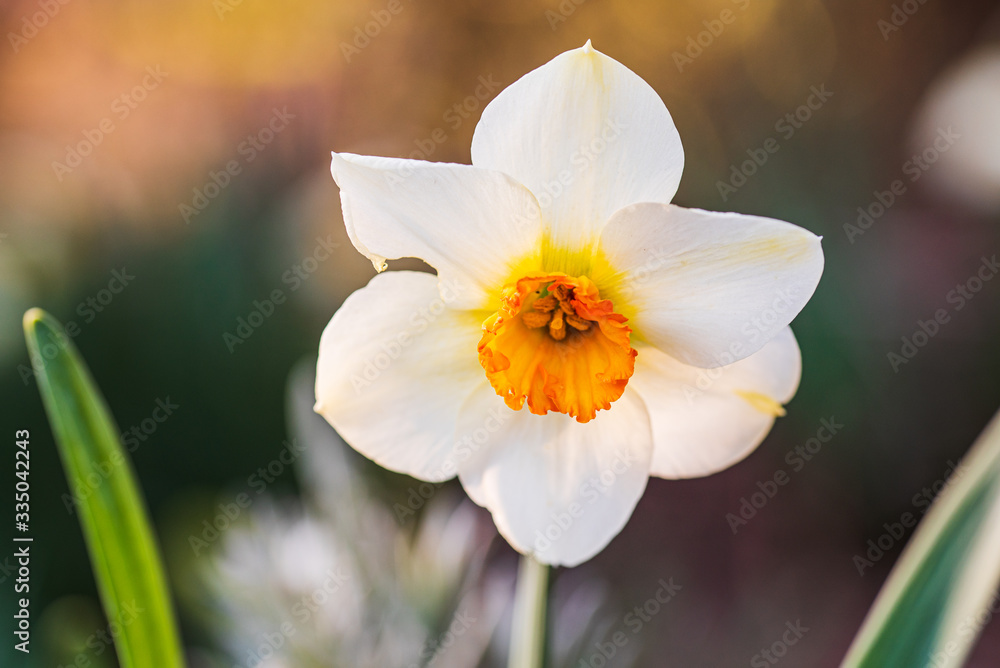 Daffodil Narcissus flowers outdors in spring