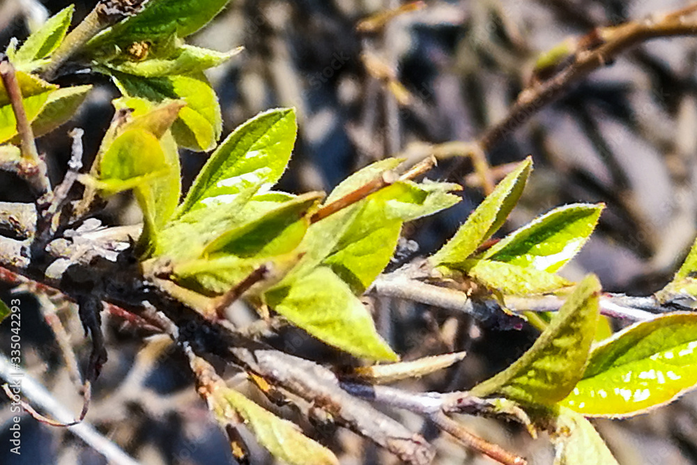 Young green shoots on bush, fresh leaves appear in spring. A branch of bush with young foliage. Young green shoots on bush, fresh leaves appear in spring. A branch of bush with young foliage.
