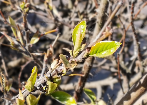 Young green shoots on bush, fresh leaves appear in spring. A branch of bush with young foliage.