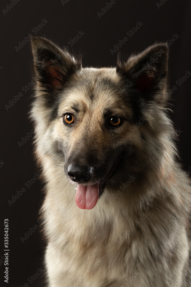 portrait of a dog on a dark background. Expressive look, yellow eyes. Pet in the studio