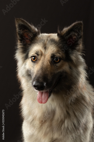 portrait of a dog on a dark background. Expressive look, yellow eyes. Pet in the studio © Anna Averianova