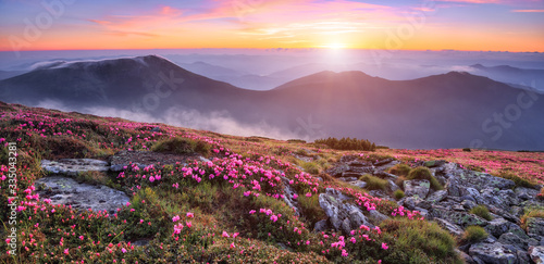 Panoramic view in lawn with pink rhododendron flowers, beautiful sunset with orange sky in summer time. Mountains landscapes. Location Carpathian, Ukraine, Europe. Colorful background.