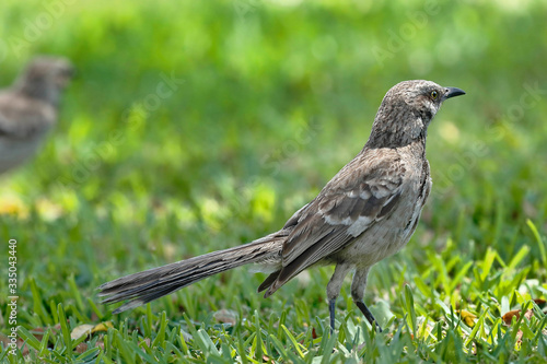 Long-tailed mockingbird (Mimus longicaudatus), portrait of an animal perched on the lawn looking for food.