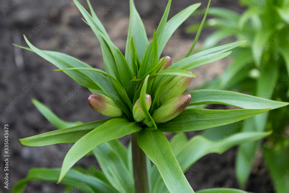 Obraz premium In early spring, a beautiful garden flower with the Latin name Imperial Fritillaria prepared for flowering.