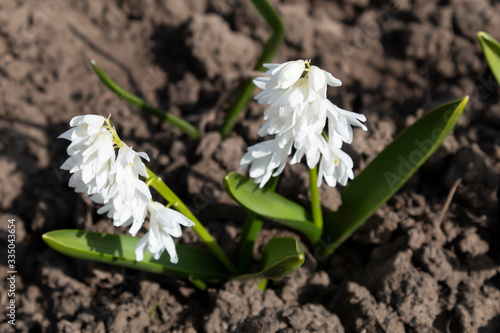  An early spring beautiful white flower called Puschkinia bloomed in the garden.