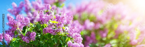 Fotografie, Obraz Lilac flowers blooming outdoors with spring blossom