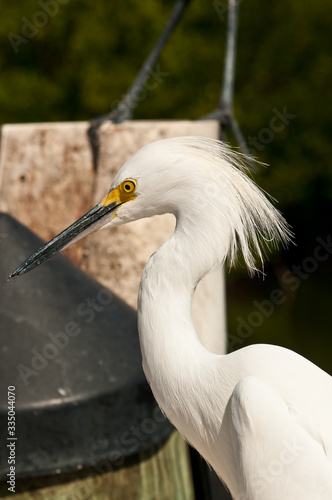 Front view, medium distance of a snowey egret, fluffing feathers, to clean sand, under a table, on a wood pier, on a sunny afternoon