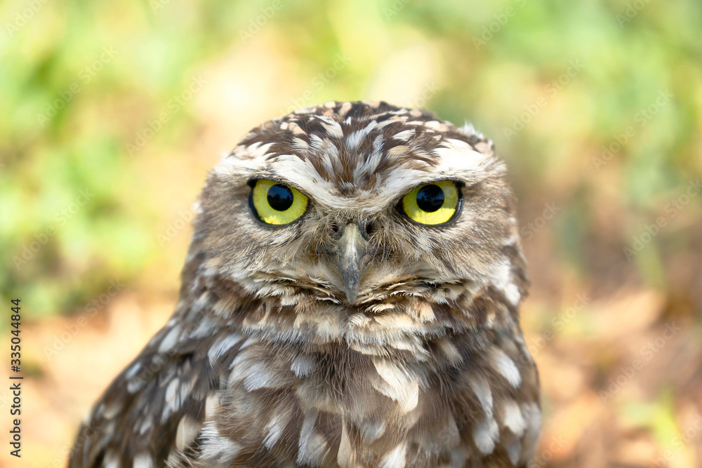Burrowing owl (Athene cunicularia), detail of the head of beautiful specimen in freedom Burrowing owl (Athene cunicularia), detail of the head of beautiful specimen in freedom