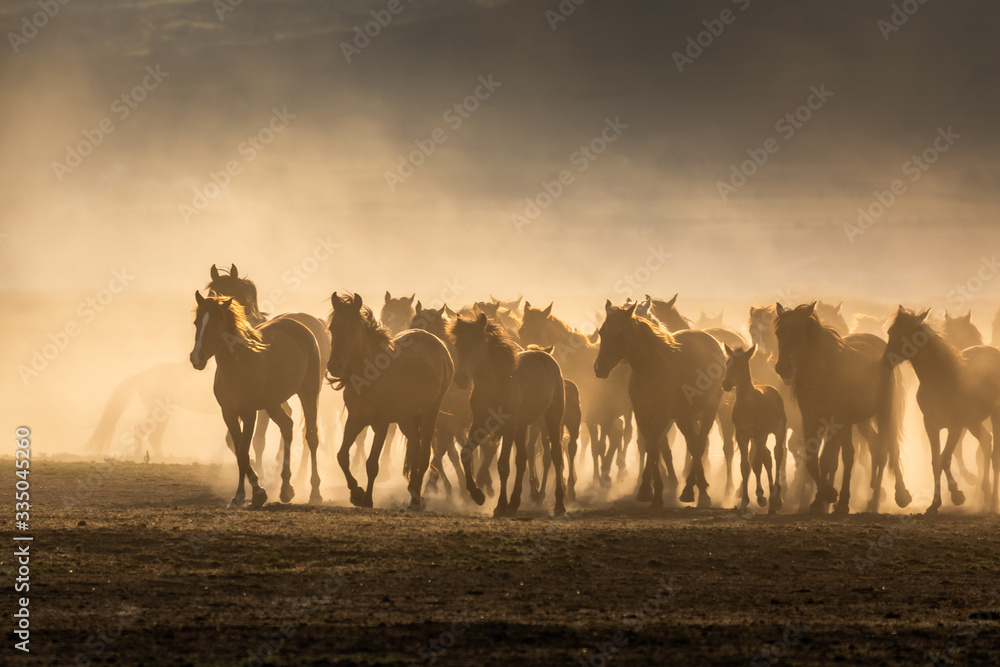 Obraz premium Free horses, left to nature at sunset. Cappadocia, Turkey