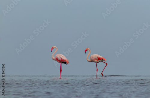 Wild african birds. Two birds of pink african flamingos  walking around the blue lagoon on a sunny day