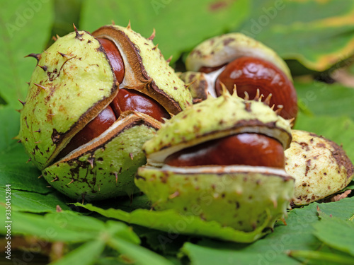 Rosskastanien, Aesculus hippocastanum, in einer Nahaufnahme photo