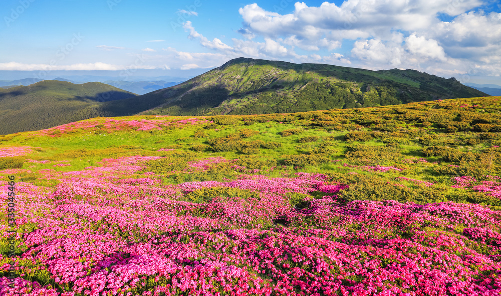 Summer scenery. Panoramic view in lawn are covered by pink rhododendron flowers, blue sky and high mountain. Location Carpathian, Ukraine, Europe. Colorful background. Concept of nature revival.